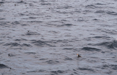 Honnigsvag Puffins 2 en route to North Cape.jpg