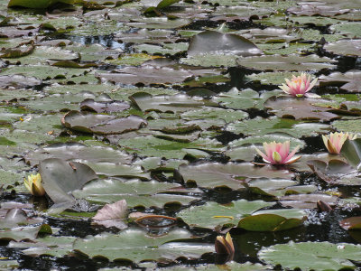 Water Lillies in Monet's Garden, France