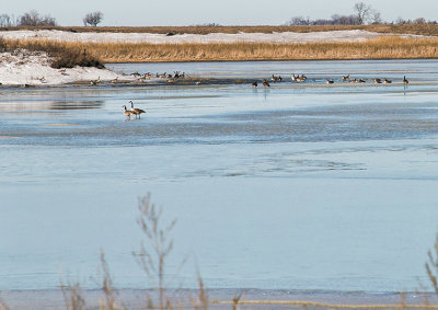 Geese on a frozen lake, North Dakota