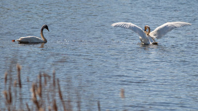 The wild swans at Coole