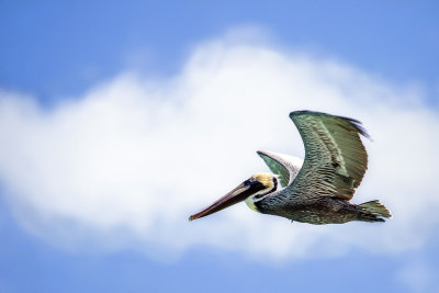 Brown Pelican (Cuba)