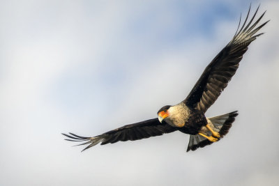 Northern Crested Caracara (Cuba)