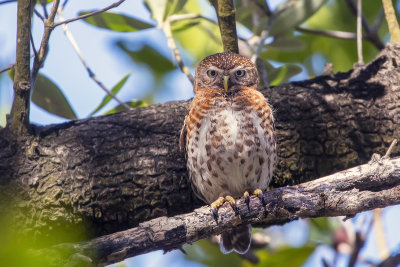 cuban pygmy-owl