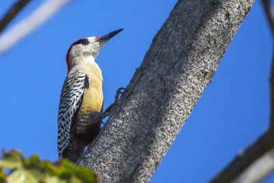 West Indian Woodpecker (m)