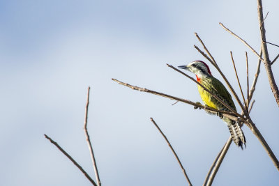 Cuban Green Woodpecker