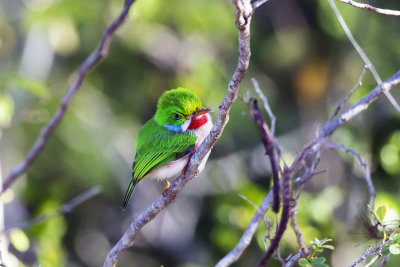 Cuban Tody (f)