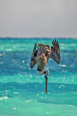 Pelican Dive