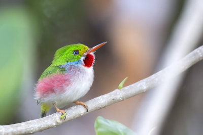 Cuban Tody (male)