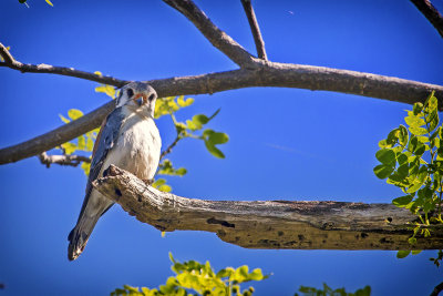 Cuban American Kestrel