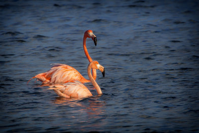 American Flamingos