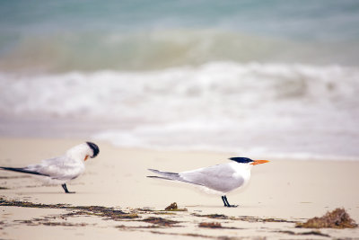 Royal Tern