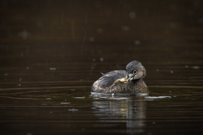 Pied-billed grebe with minnow