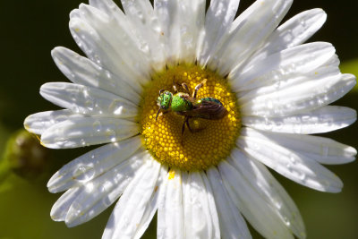 bee on daisy