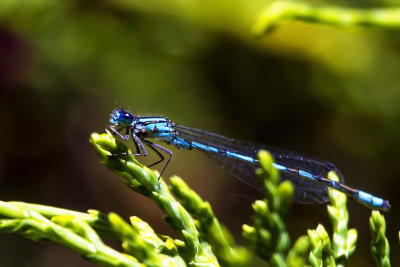 Blue Darter