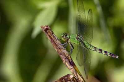 Green Dragonfly