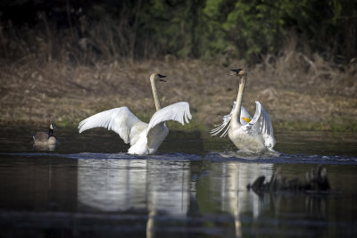Mating Dance