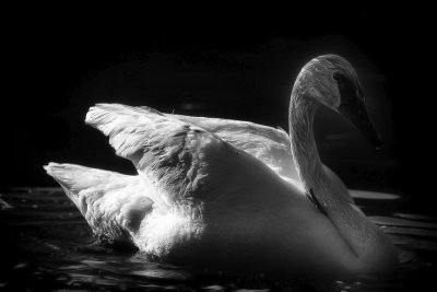 trumpeter_swan