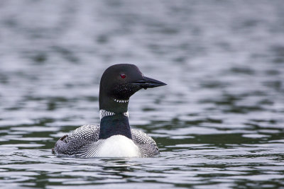 loon_8926.jpg