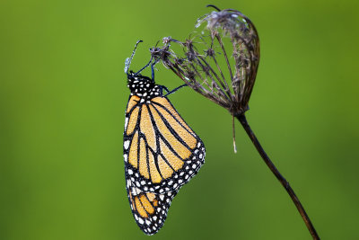 dew drop monarch