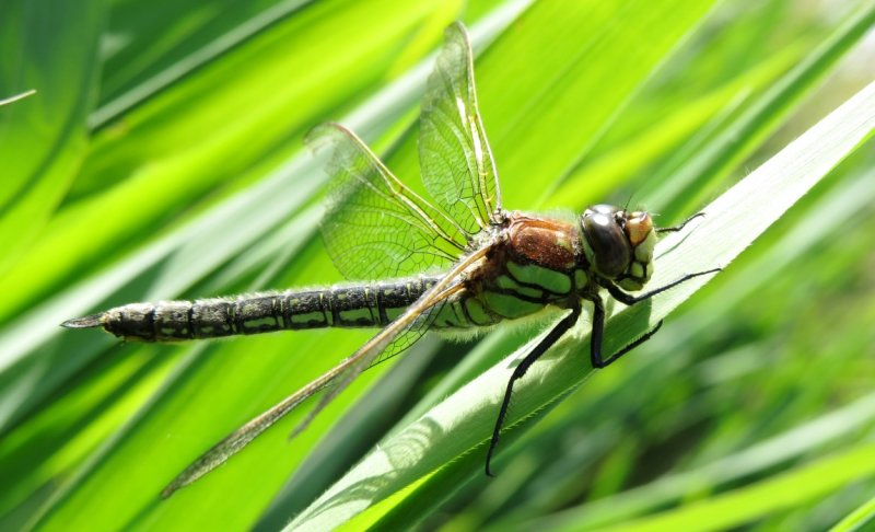 Hairy Hawker, Upton Fen, Norfolk Broads