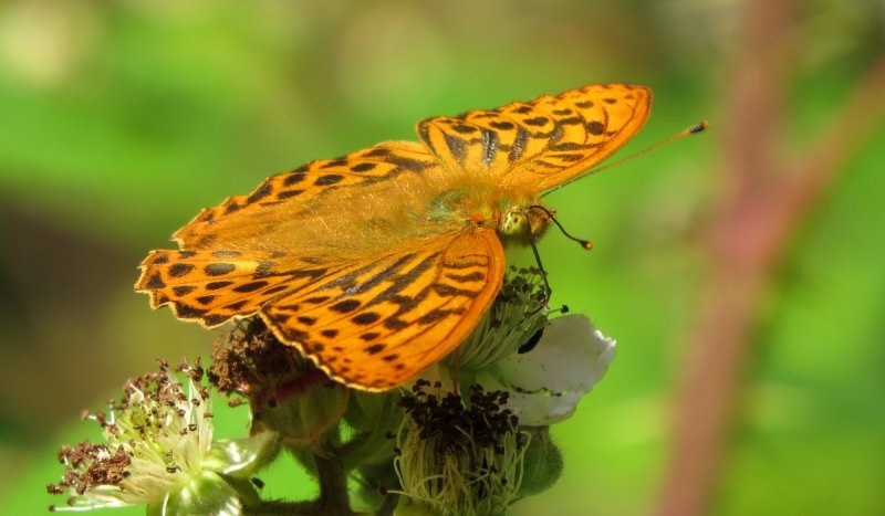 Silver-washed Fritillary, Holt Country Park, Norfolk