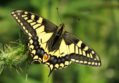 :: Swallowtails ::