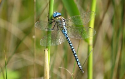 Male Southern Migrant Hawker, Wat Tyler Country Park, Essex