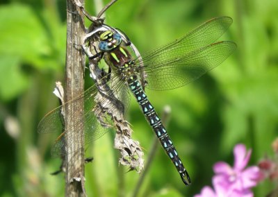 Male Hairy Hawker, Scottow, Norfolk