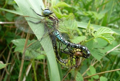 Mating pair of Hairy Hawkers, Catfield Fen, Norfolk