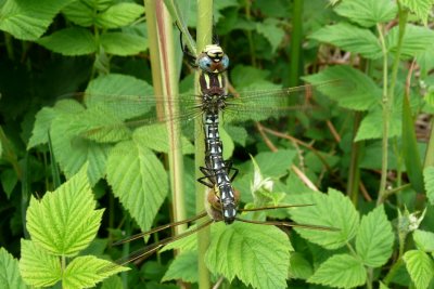 Mating pair of Hairy Hawkers, Catfield Fen, Norfolk