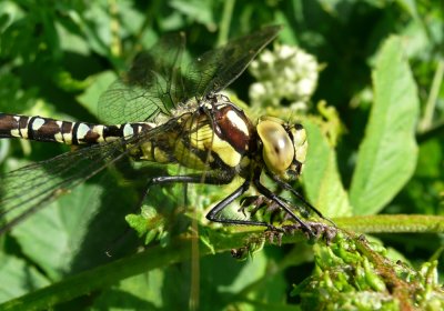 Immature Male Southern Hawker, Felbrigg Park NT, Norfolk