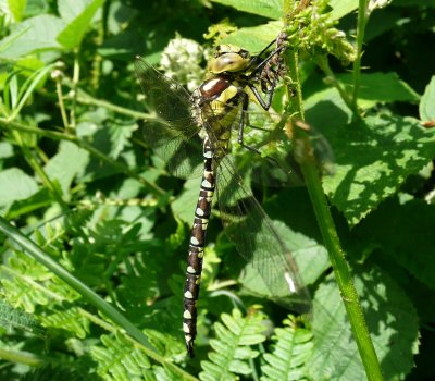 Immature Male Southern Hawker, Felbrigg Park NT, Norfolk