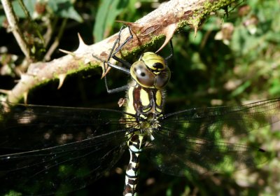Male Southern Hawker, Gimingham, Norfolk