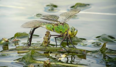 Female Emperor Dragonfly egg-laying, Felbrigg Lake, Norfolk