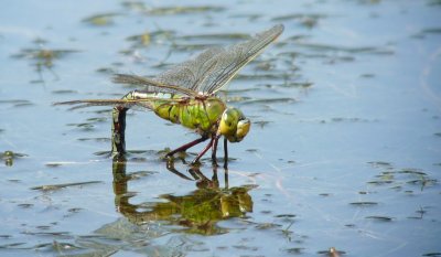 Female Emperor Dragonfly egg-laying, Felbrigg Lake, Norfolk