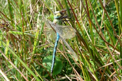 Male Emperor Dragonfly eating a Darter sp.