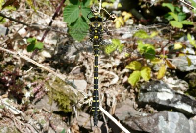 Male Golden-ringed Dragonfly, Heddon Valley NT, Exmoor, Devon