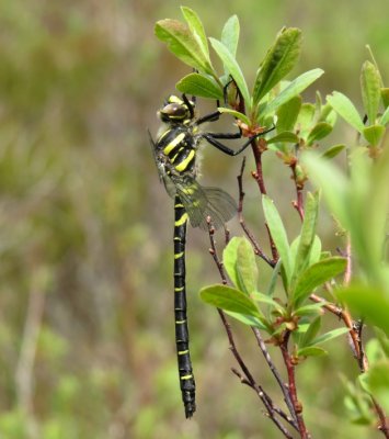 Male Golden-ringed Dragonfly, Bridge of Grudie, Loch Maree, Wester Ross, Scotland