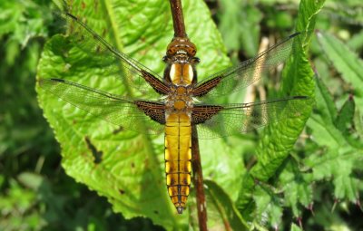 Immature Male Broad-bodied Chaser, Felbrigg Park, Norfolk