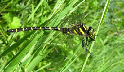 Male Golden-ringed Dragonfly, Heddon Valley NT, Exmoor, Devon