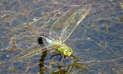 Female Emperor Dragonfly egg laying, Felbrigg Park NT, Norfolk