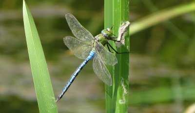 Male Emperor Dragonfly, Beeston Common, Norfolk