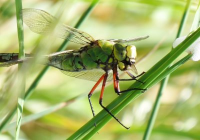 Emperor Dragonfly, Felbrigg Park NT, Norfolk