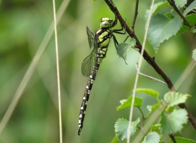 Immature Male Southern Hawker, Crowle Moor NR, Lincolnshire