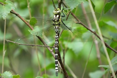 Immature Male Southern Hawker, Crowle Moor NR, Lincolnshire