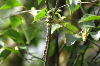 Immature Female Southern Hawker, Crowle Moor NR, Lincolnshire