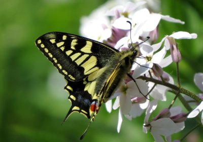 Swallowtail, Strumpshaw Fen RSPB, Norfolk
