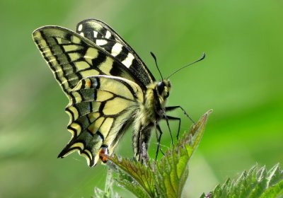 Swallowtail, Strumpshaw Fen RSPB, Norfolk