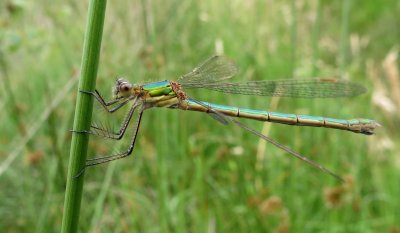 Common Emerald