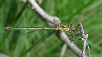 Common Emerald